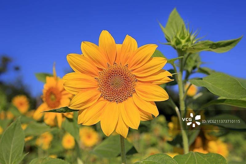 向日葵图片素材