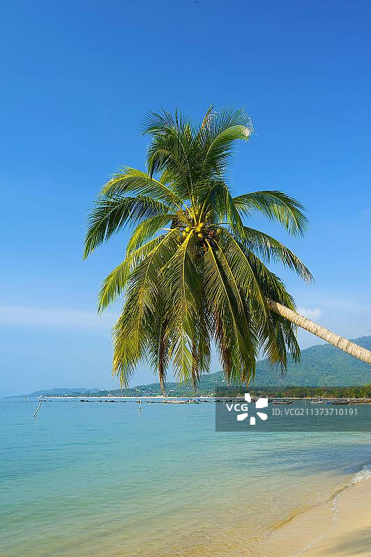 苏梅岛拉迈海滩：泰国南部棕榈海滩风光图片素材
