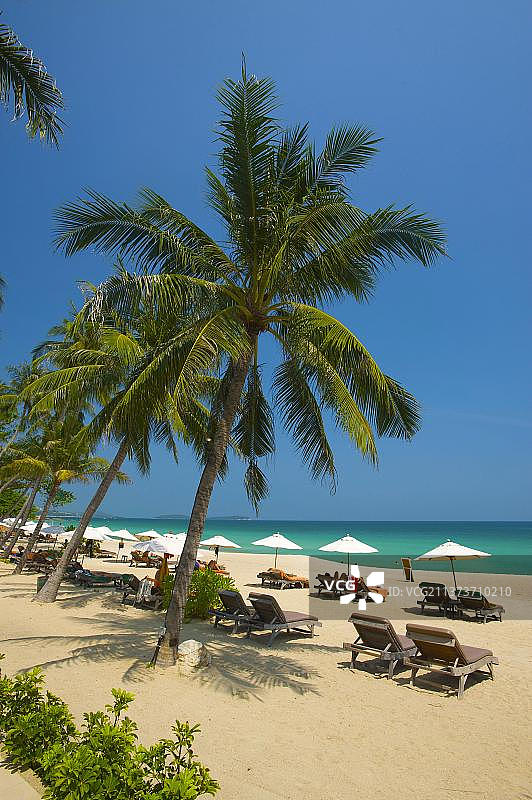 泰国苏梅岛查汶海滩的棕榈海滩图片素材