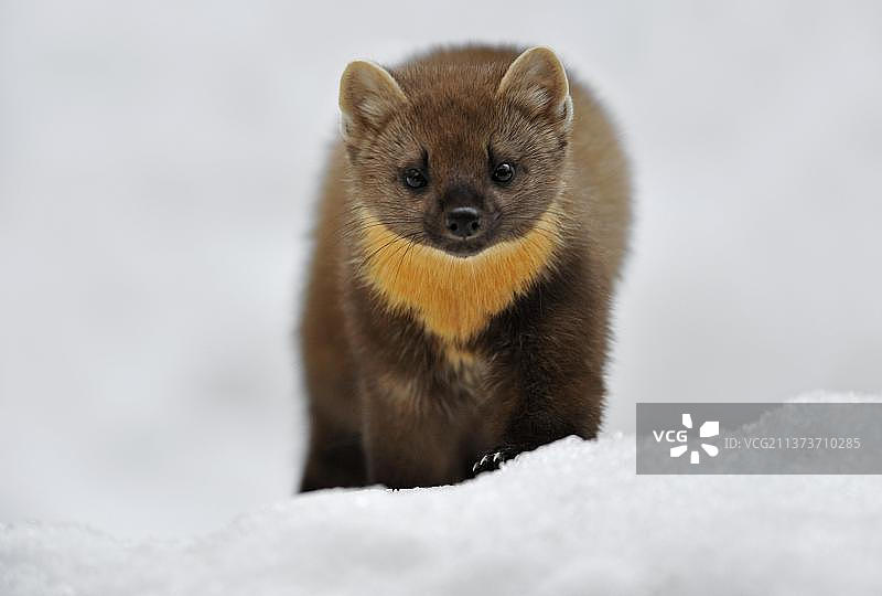 雪地里的欧洲松貂图片素材