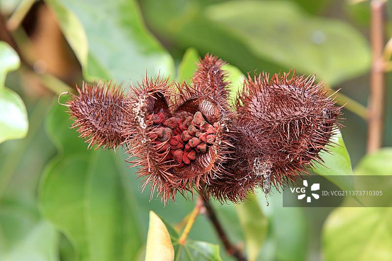 胭脂树，马达加斯加，非洲图片素材