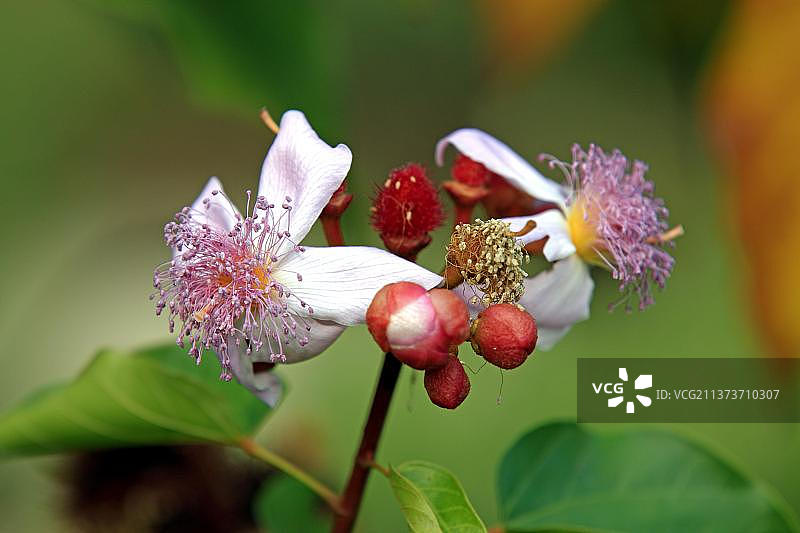 胭脂树，马达加斯加，非洲图片素材
