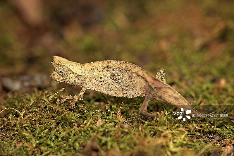 非洲马达加斯加的角叶变色龙图片素材