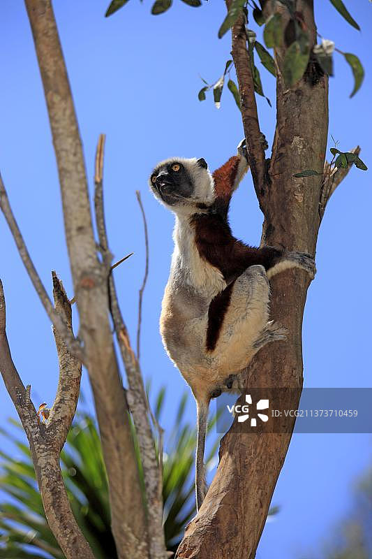 非洲马达加斯加的克氏冕狐猴图片素材