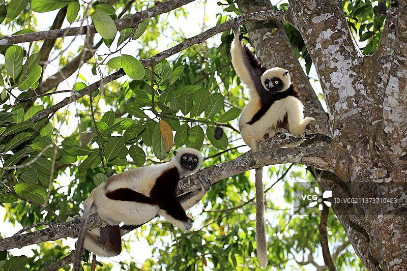 科克雷尔冕狐猴，马达加斯加，非洲图片素材