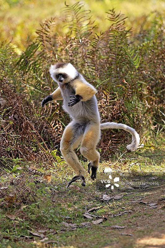 皇冠冕狐猴，马达加斯加，非洲图片素材