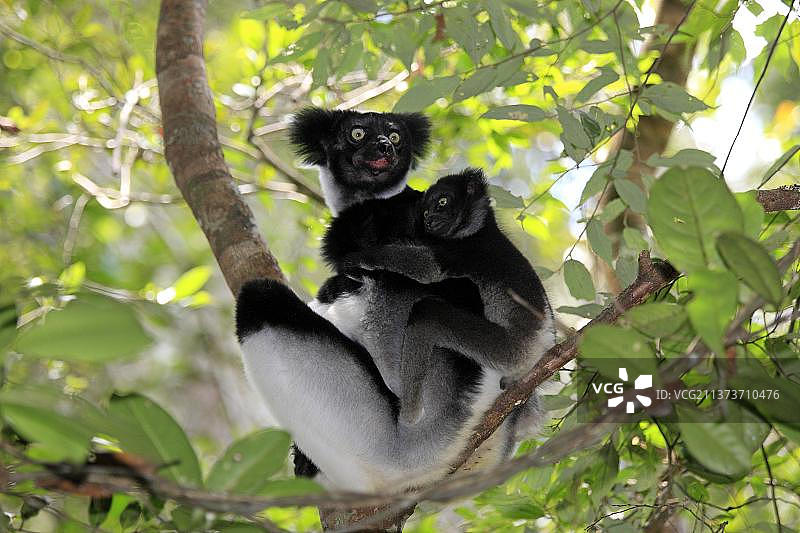 大狐猴（Indri indri），雌性与幼崽，佩里内保护区，安达西贝，马达加斯加，非洲图片素材
