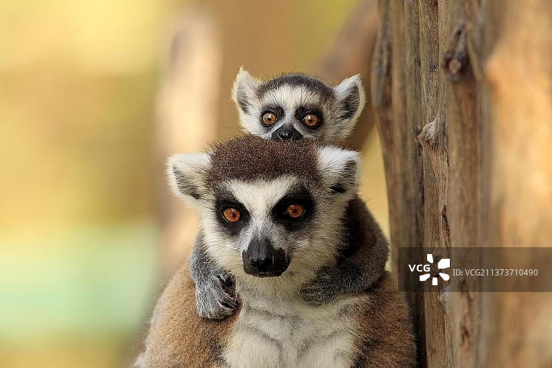 环尾狐猴（猫狐猴），雌性带幼崽，贝伦蒂保护区，马达加斯加，非洲图片素材