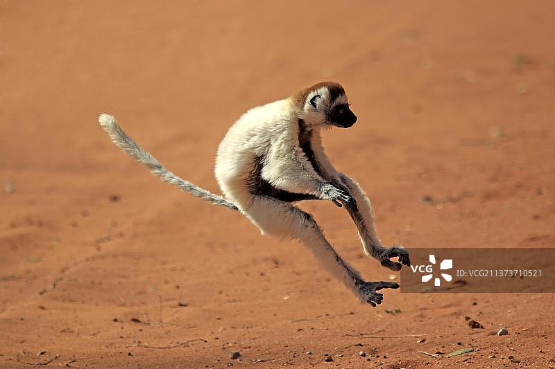 维氏冕狐猴，贝伦蒂保护区，马达加斯加，非洲图片素材