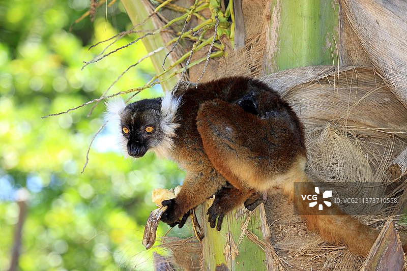 黑狐猴，雌性，科摩岛，马达加斯加，非洲图片素材