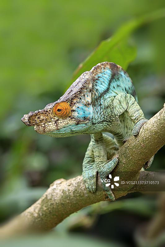 帕森变色龙（雄性），马达加斯加，非洲图片素材