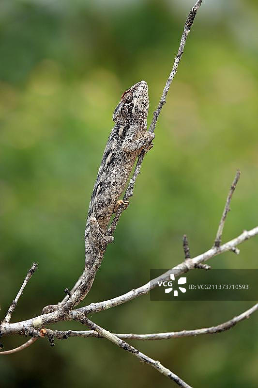 马达加斯加巨型变色龙图片素材