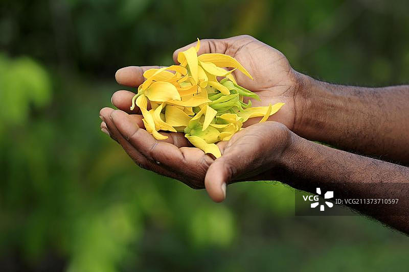 依兰依兰（Cananga odorata），花瓣，非洲马达加斯加图片素材