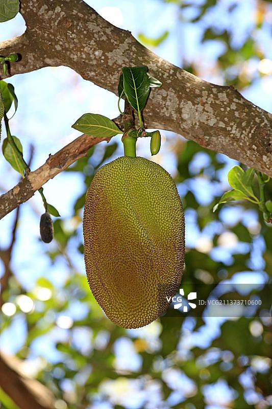 菠萝蜜树，科姆巴岛，马达加斯加，非洲图片素材