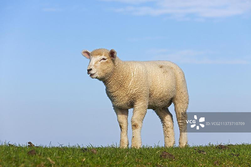 家养绵羊（Ovis aries），春天草地上的白色羔羊图片素材