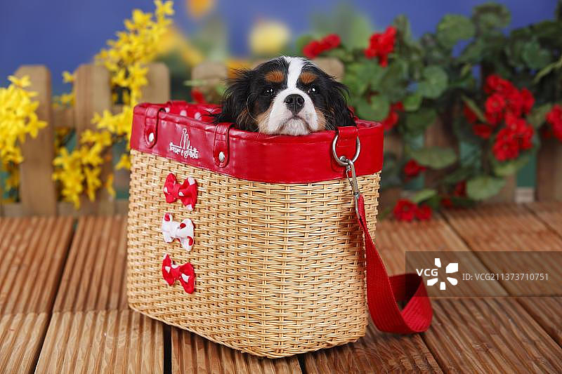 在手提袋里的3个月大雄性三色查理士王小猎犬幼犬图片素材