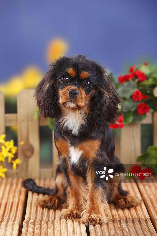 查理士王小猎犬，黑棕色，母犬，6个月，幼犬图片素材