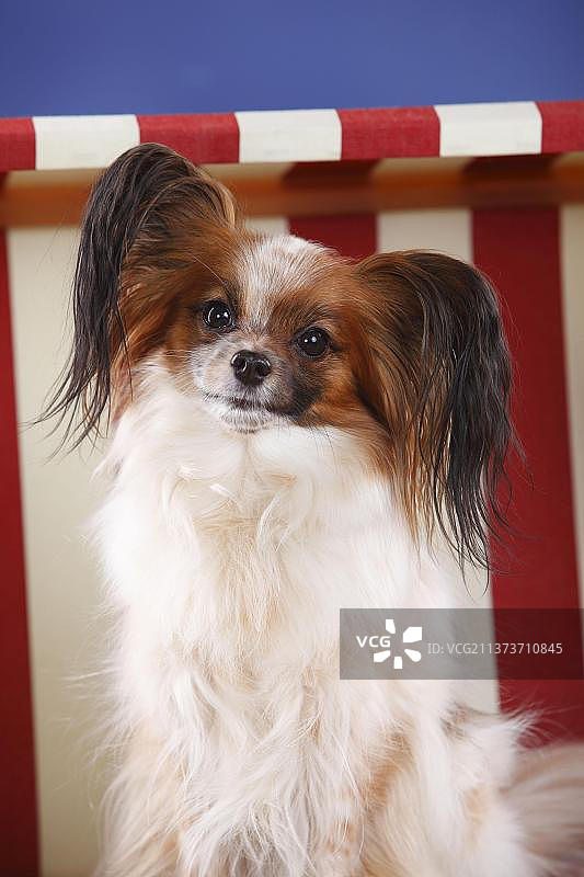 蝴蝶犬图片素材