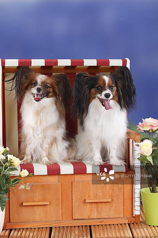 蝴蝶犬图片素材