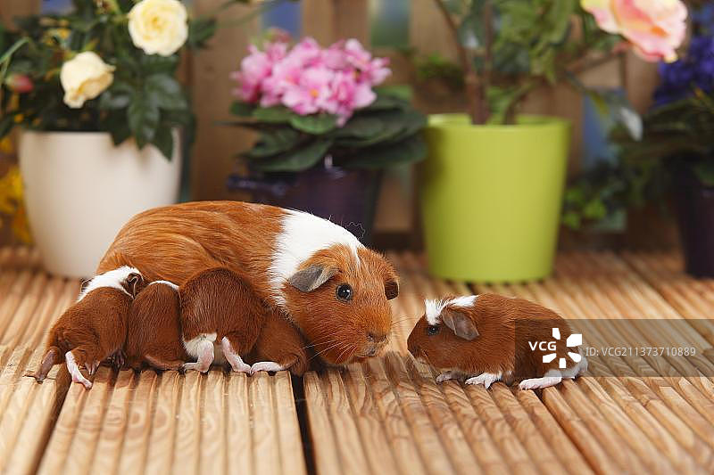 豚鼠与小猫（红色和白色，4天大）图片素材