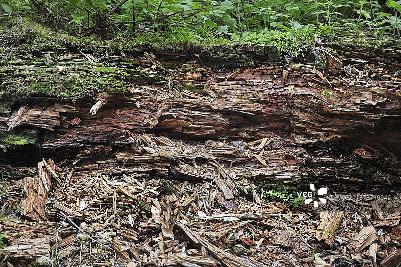 森林地面上腐烂的倒 fallen 树干，是无脊椎动物、苔藓和真菌的栖息地图片素材
