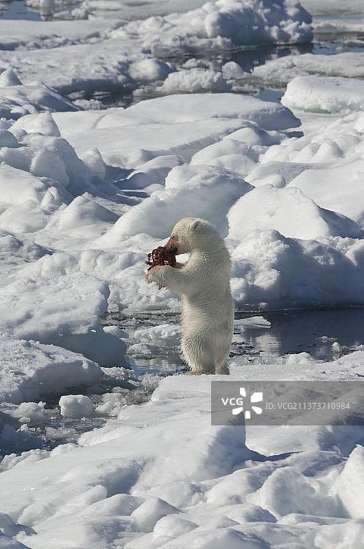 北极熊幼崽与捕获的环纹海豹尸体（Phoca hispida），斯匹次卑尔根岛，斯瓦尔巴群岛，巴伦支海，挪威，欧洲图片素材