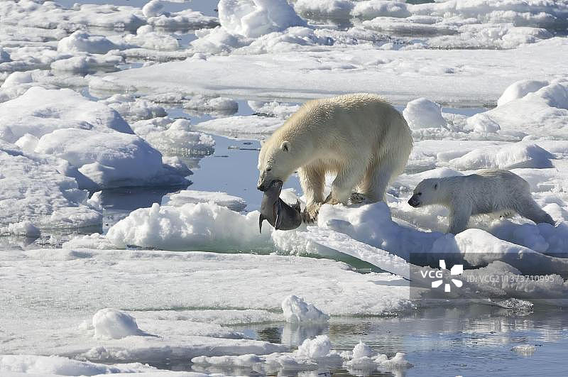 北极熊母子捕获环纹海豹，斯匹次卑尔根群岛，挪威，欧洲图片素材