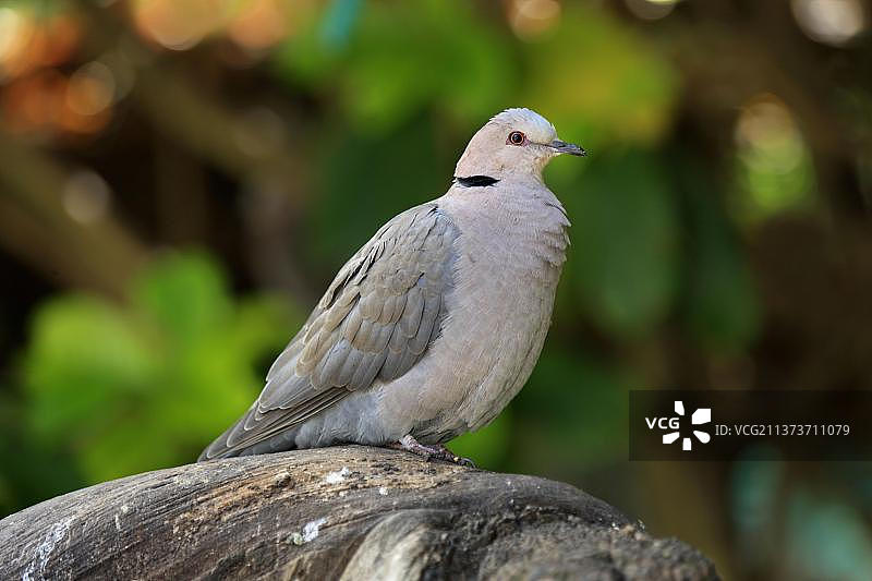 非洲斑鸠，南非图片素材