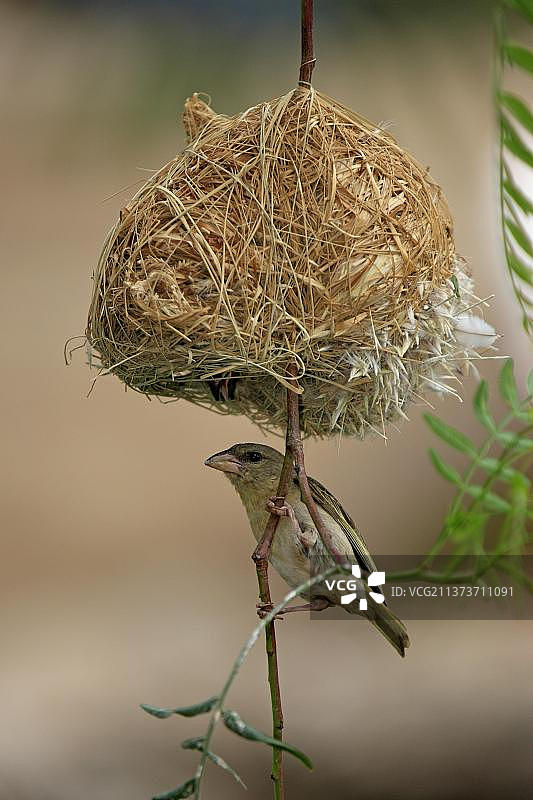 戴面罩的织布鸟在巢穴，南非图片素材