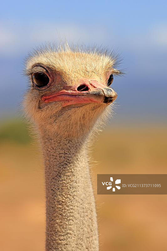 南非鸵鸟，雄性，奥茨胡恩，小卡鲁，南非，非洲图片素材