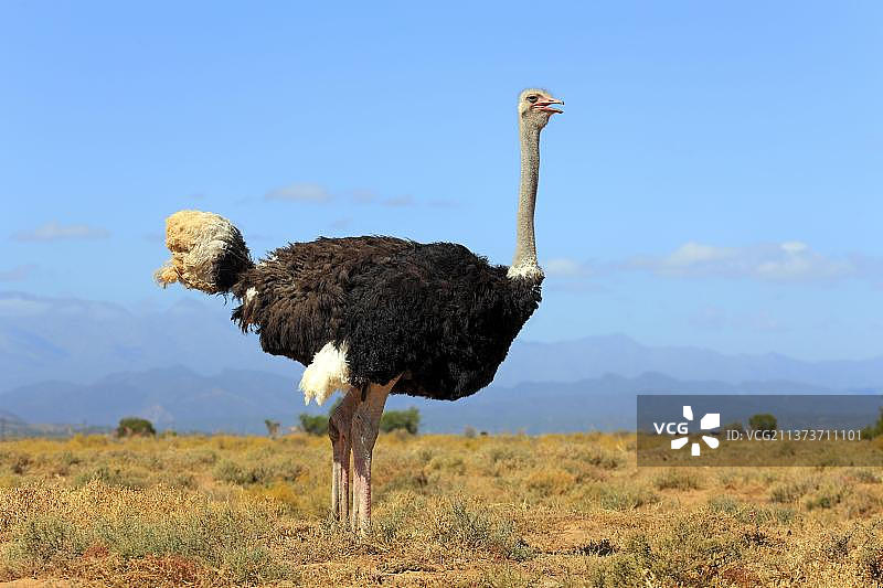 南非鸵鸟，南非小卡鲁奥茨胡恩图片素材