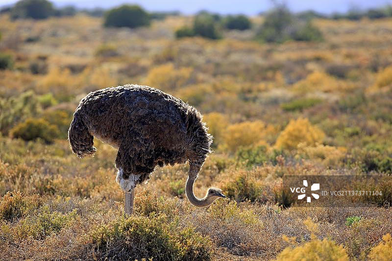 非洲鸵鸟（雌性），南非图片素材
