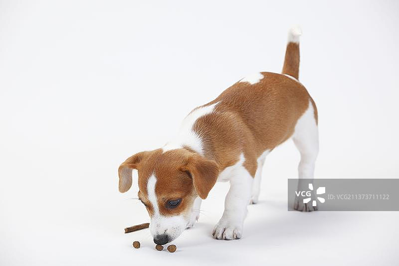9周大的杰克罗素梗犬幼犬嗅着零食图片素材