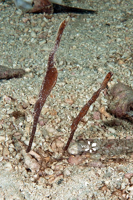 太平洋密克罗尼西亚海草幽灵管鱼图片素材