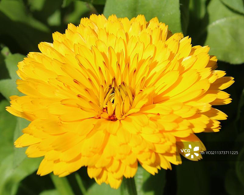 盆栽万寿菊（Calendula officinalis）图片素材