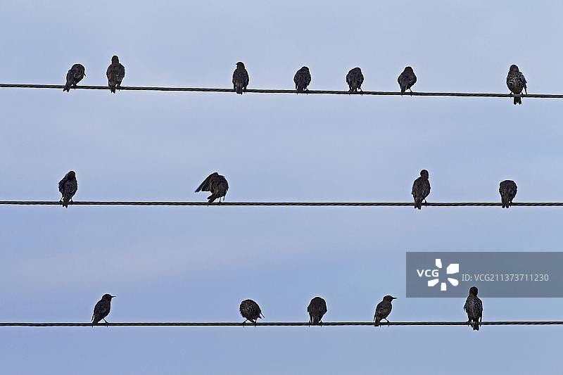 迁徙中在高压电缆上梳理羽毛的欧椋鸟群图片素材