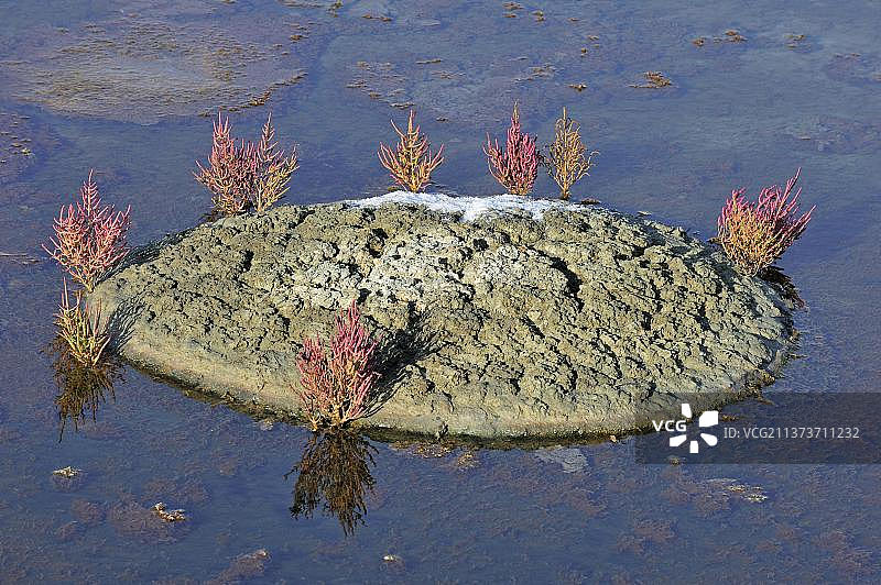 海蓬子，生长在盐田里，用于生产盐之花，位于法国滨海夏朗德省雷岛图片素材