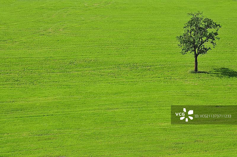德国巴登-符腾堡州上士瓦本草地里的一棵树图片素材