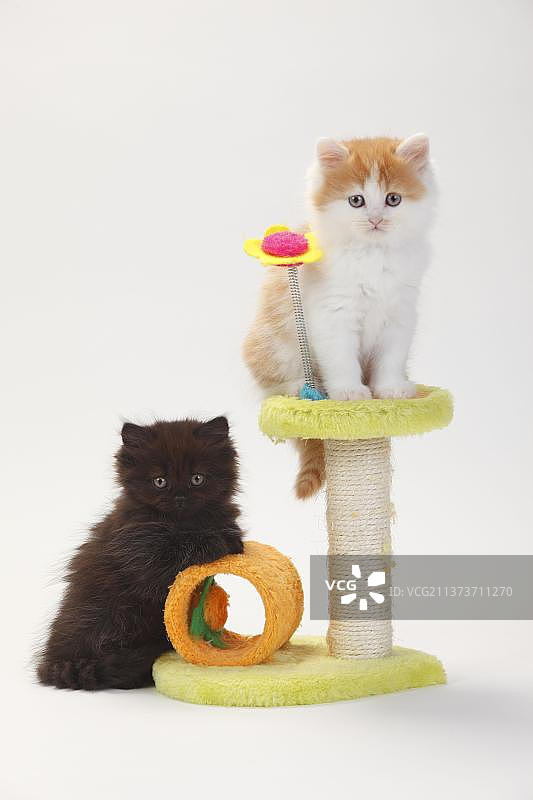 8周大的黑色玳瑁红白色英国长毛猫幼猫，猫爬架图片素材