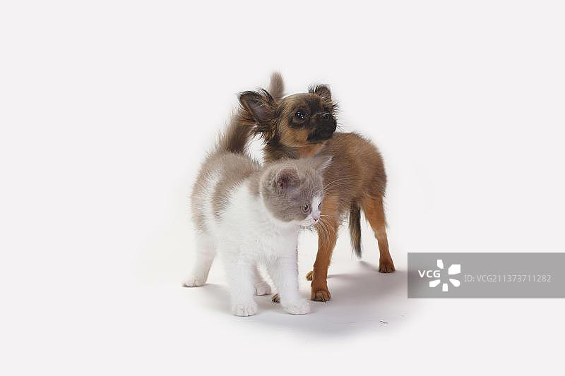 4个月大的长毛吉娃娃幼犬与9周大的英国长毛猫幼猫图片素材