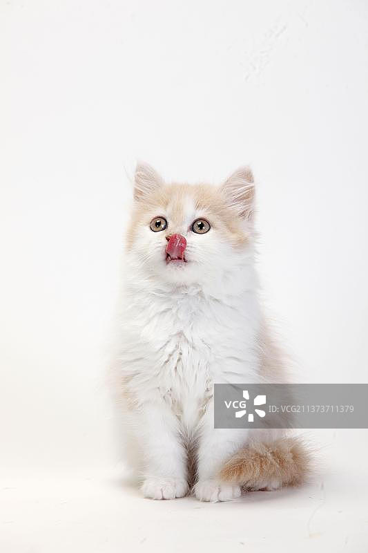英国长毛猫，乳白色，小猫，10周，高地猫，低地猫图片素材