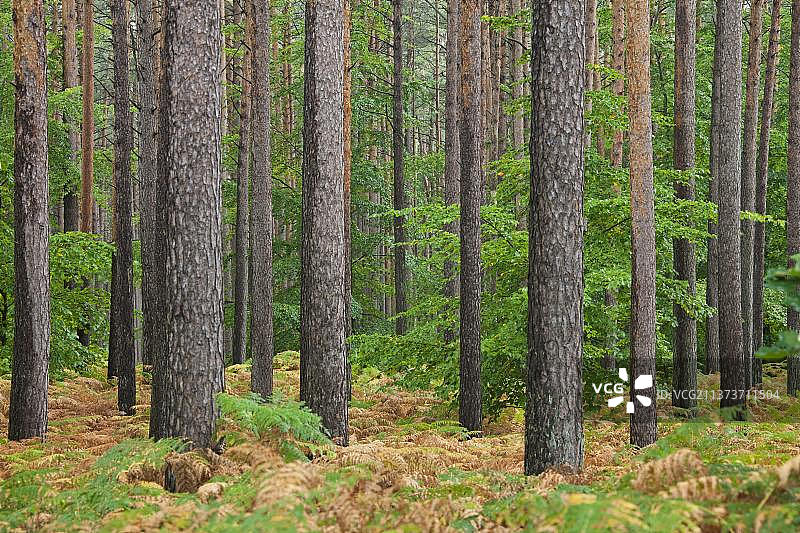 樟子松与针叶林图片素材