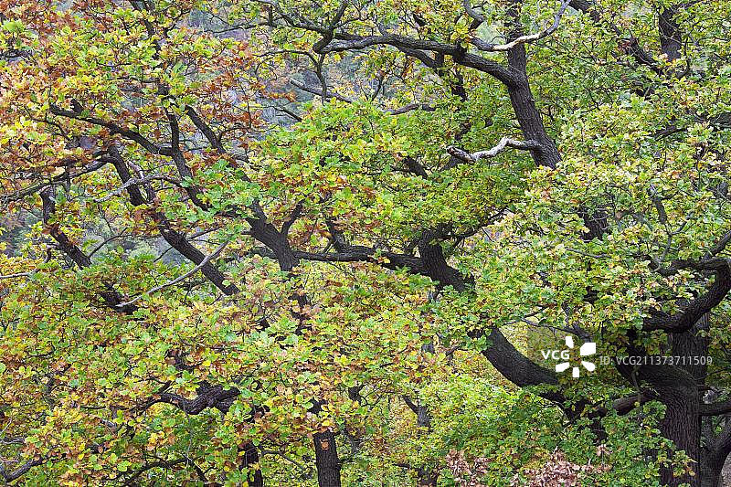 秋色中的无梗花栎图片素材