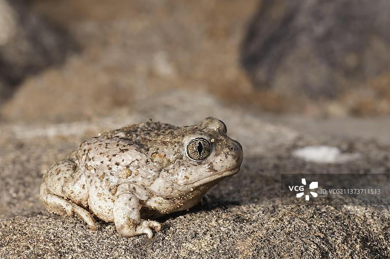 北美洲亚利桑那州多疣趾蟾图片素材
