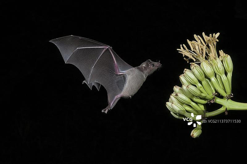长吻果蝠在亚利桑那州龙舌兰花上觅食图片素材