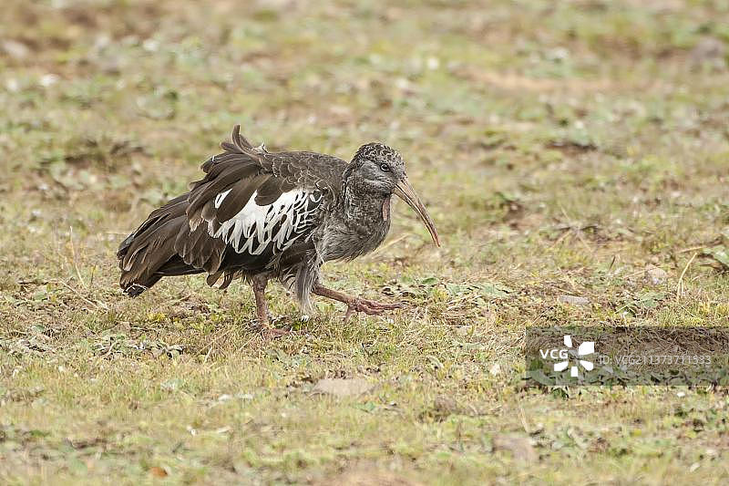 肉垂䴉，巴莱山国家公园，埃塞俄比亚，非洲图片素材