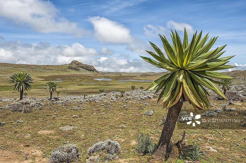 巨型半边莲（Lobelia rhynchopetalum），非洲埃塞俄比亚巴莱山国家公园图片素材