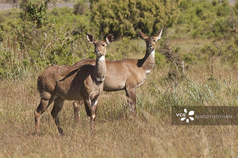 非洲埃塞俄比亚巴莱山区：山地尼亚拉羚羊图片素材