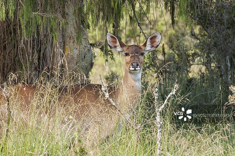 非洲埃塞俄比亚巴莱山区：山地尼亚拉羚羊图片素材