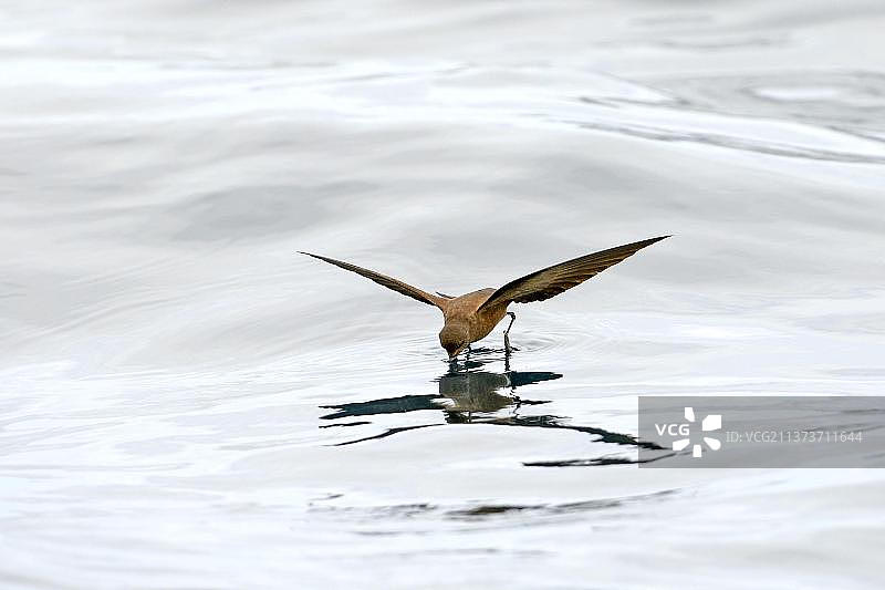 加拉帕戈斯群岛弗洛雷安纳岛楔尾海燕图片素材